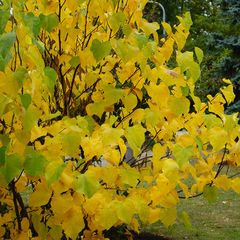 Cercis canadensis 'Golden Falls' in oktober