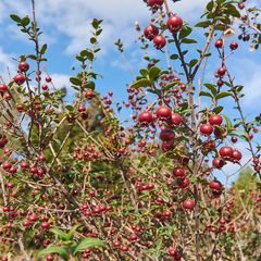 Heester Chileense guave - Ugni molinae