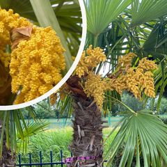 Chinese Palmboom - Trachycarpus fortunei