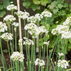 Chinese bieslook - Allium tuberosum_Easy-Resize.com.jpg