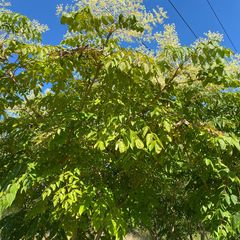 Detail Chinese duivelswandelstok - Aralia chinensis