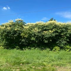 Chinese duivelswandelstok - Aralia chinensis