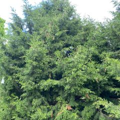 Chinese jeneverbes - Juniperus chinensis