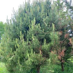 Chinese pekden - Pinus bungeana
