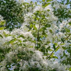 Sneeuwvlokkenboom - Chionanthus virginicus in bloei