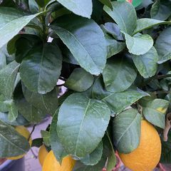 Sukadeboom - Citrus Medica met vrucht