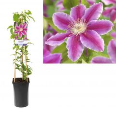 Meerkleurige bloemen van de Bosrank - Clematis klimplant