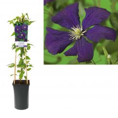 Clematis 'Etoile Violette' Bosrank klimplanten van A-kwaliteit