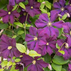 Clematis 'Etoile Violette'