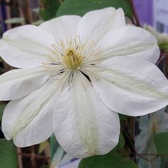 Bosrank Clematis 'Guernsy Cream'