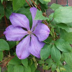 Bosrank - Clematis 'Mrs. Cholmondeley'