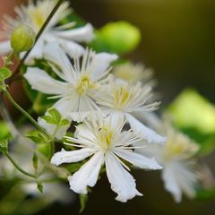 Clematis 'Paul Farges'