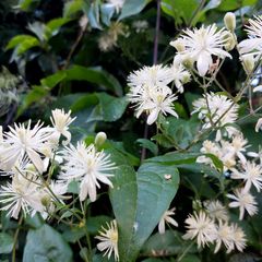 Kletterpflanze Waldrebe - Clematis Vitalba in Blüte