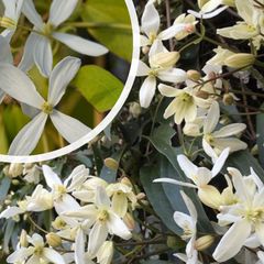 Clematis armandii 'Snowdrift' - Geurende bloemen