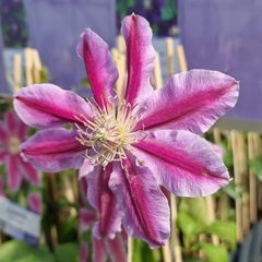 Grootbloemige Bosrank Clematis 'Dr Ruppel'