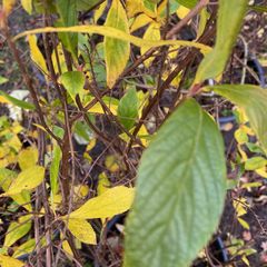 Schijnels Clethra alnifolia in de herfst