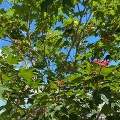 Blatt Colchicum Ahorn - Acer cappadocicum