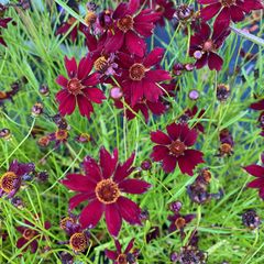 Coreopsis verticillata 'Ruby Red' in bloei