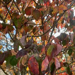 Veelbloemige Kornoelje - Cornus florida 'Clear Moon' in oktober