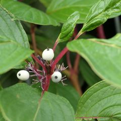 Cornus alba 'Sibirica'.jpg