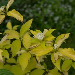 Weißer Hartriegel - Cornus alba 'Aurea' in voller Blüte