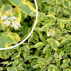 Witte kornoelje - Cornus alba 'Gouchaultii'