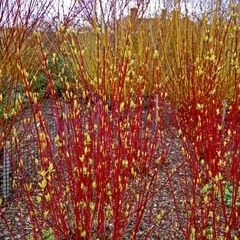 Cornus alba 'Sibirica'