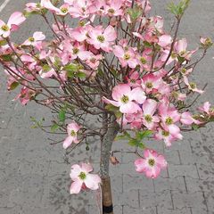 Cornus kousa florida boompje in bloei