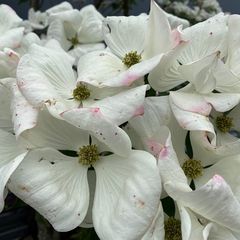 Bloei Japanse grootbloemige kornoelje - Cornus kousa 'Venus'