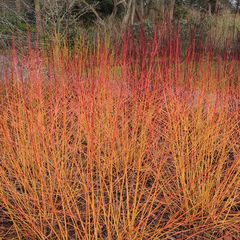 Kornoelje Cornus sanguinea 'Midwinter Fire'