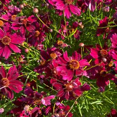 Cosmea - Cosmos bipinnatus