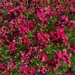 Cosmos bipinnatus