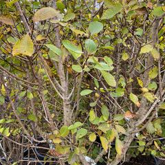 Perückenbaum - Cotinus coggygria 'Young Lady' (Foto November)