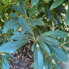 Daphniphyllum macropodum miq.