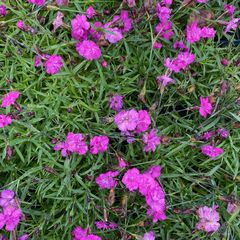 Dianthus caryophyllus 'Pink Pom Pom' (foto oktober)