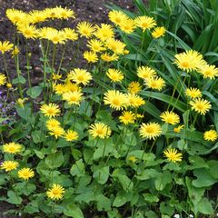 Voorjaarszonnebloem - Doronicum orientale - Gele bloei