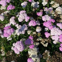 Duizendblad - Achillea millefolium 'Apple Blossom'