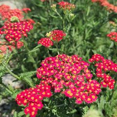 Roodbloeiende vaste planten tuin bijen en vlinders