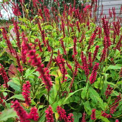 Tuinplanten borderpakket vaste planten rood