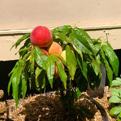 Dwergperzik - Prunus Persica 'Red Peachy'