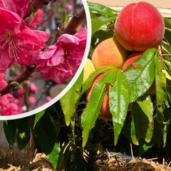 Dwergperzik - Prunus Persica 'Red Peachy' vrucht en bloei