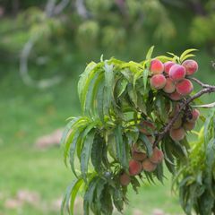 Dwergperzikboom - prunus persica