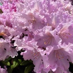 Dwergrododendron - Rhododendron 'Caroline Allbrook'