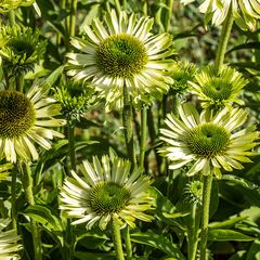 Zonnehoed - Echinacea purpurea 'Green Jewel' in bloei