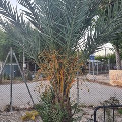 Echte dadelpalm - Phoenix dactylifera