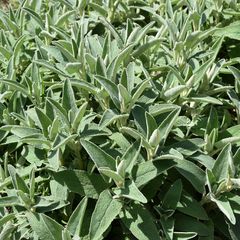 Gewöhnlicher Salbei - Salvia officinalis