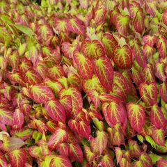 Färberdistel - Epimedium rubrum eine Bodendeckerpflanze