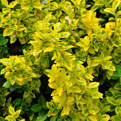 Euonymus fortunei 'Smaragd 'n Gold'