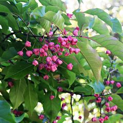 Wilde kardinaalsmuts - Euonymus europaeus