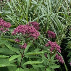 Koninginnekruid of Leverkruid - Eupatorium maculatum